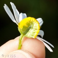 Scented Mayweed